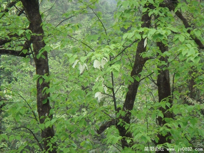 调整大小 DSC04480.JPG