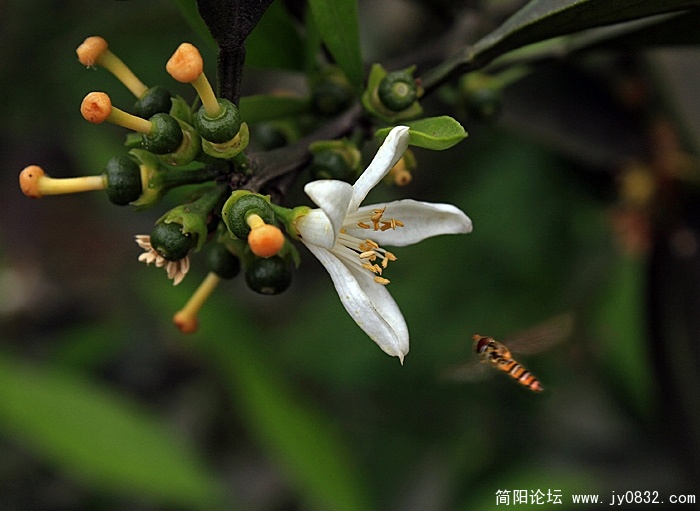 橘子花开.jpg