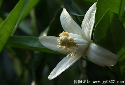 柑橘花0.jpg