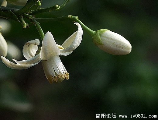 柑橘花.jpg
