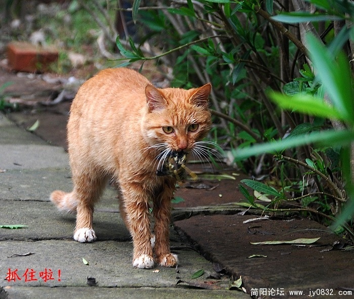 猫1.jpg