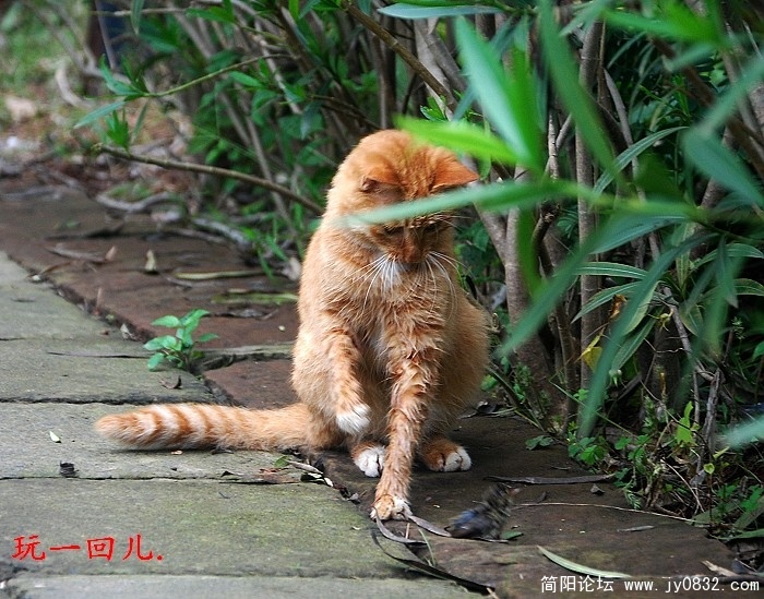 猫2.jpg