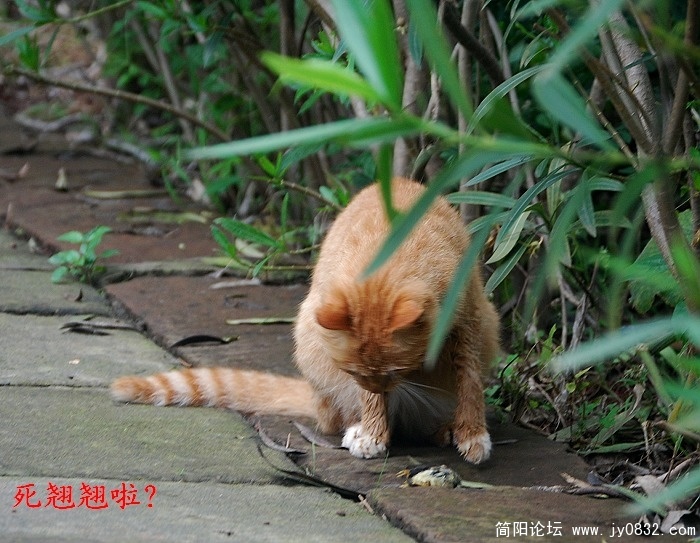 猫3.jpg