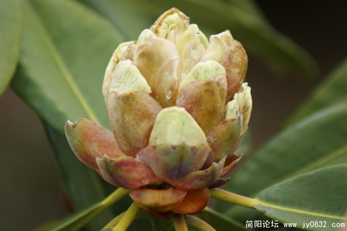 攀枝花的攀枝花 (3).JPG