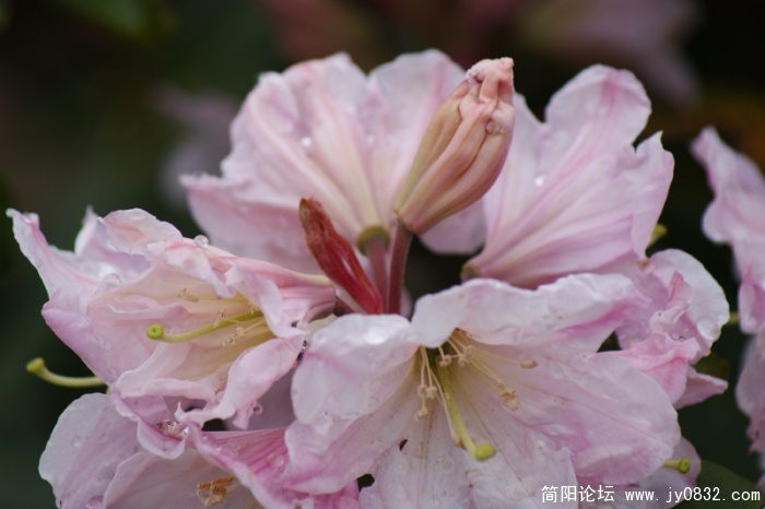 攀枝花的攀枝花 (1).JPG