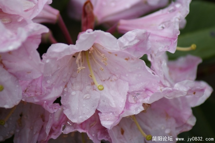 攀枝花的攀枝花 (2).JPG