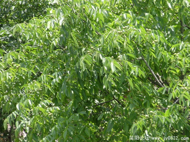 这是核桃树,已经结了果