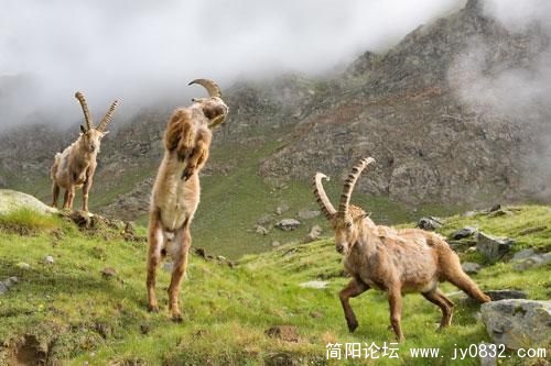 1487171_animal_11.jpg
