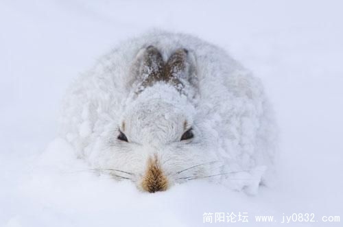 1487171_animal_6.jpg