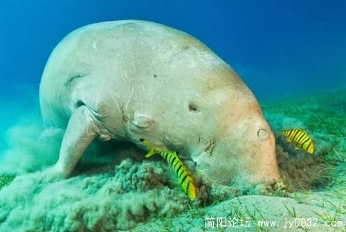 1487171_animal_13.jpg