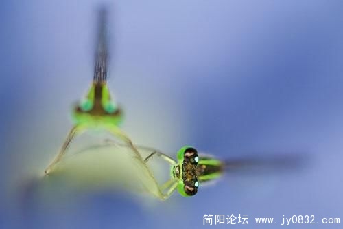 1487171_animal_12.jpg