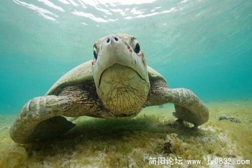 1487171_animal_8.jpg
