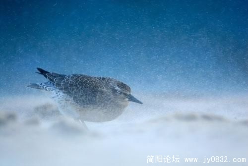 1487171_animal_4.jpg