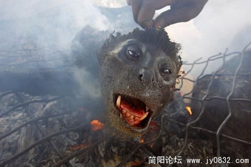 1487171_animal_1.jpg