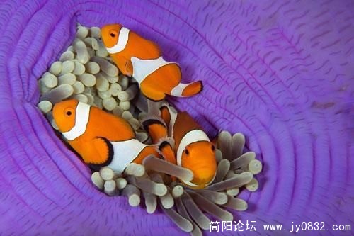 1487171_animal_3.jpg