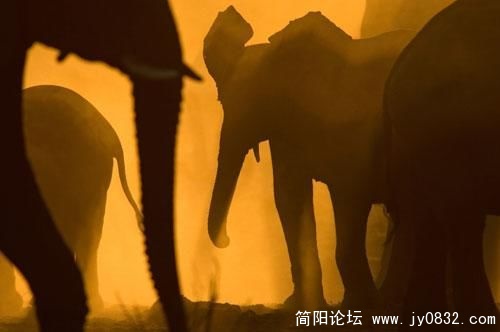 1487171_animal_5.jpg