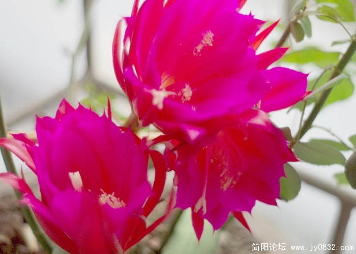 昙花 (3).jpg