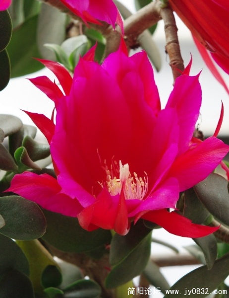 昙花 (1).jpg