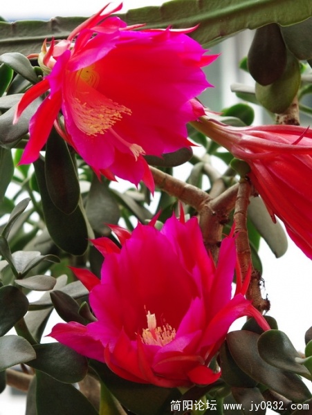 昙花 (2).jpg