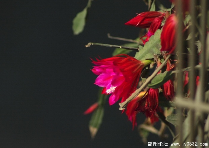 昙花 (5).jpg