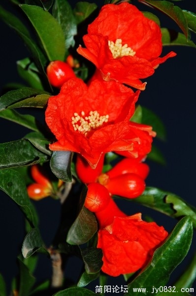 BigBull_DSC_4765.JPG