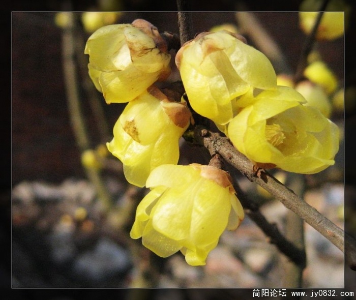 IMG_6071aa.jpg