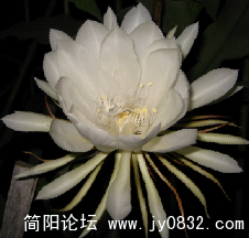 昙花3.png