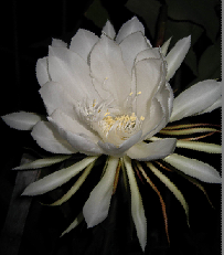 昙花初开