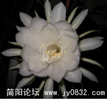 昙花5.png
