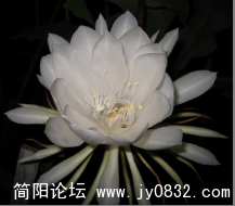 昙花4.png