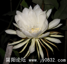 昙花2.png