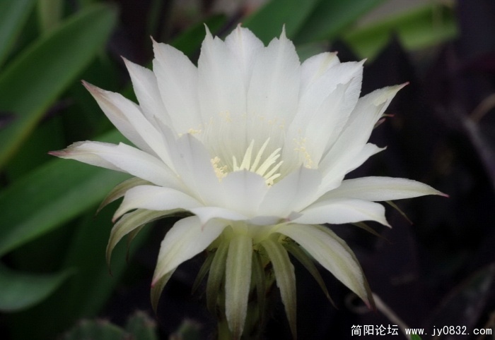 仙花 (1).jpg