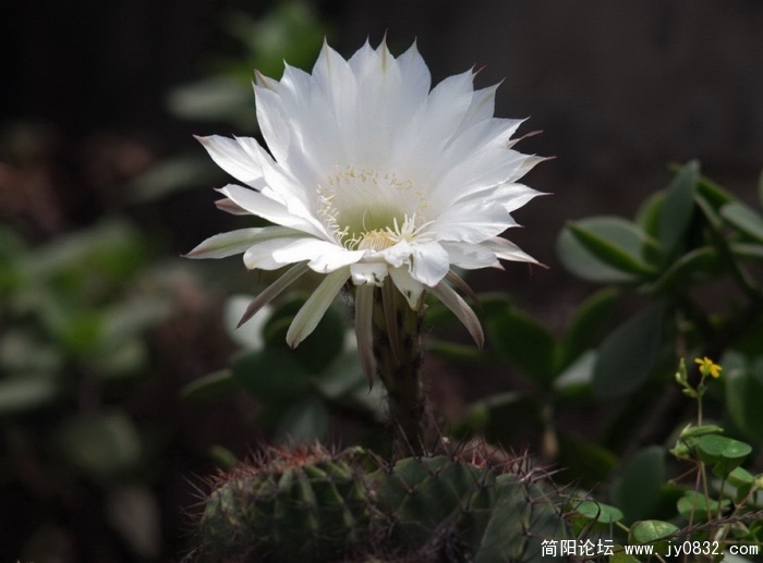 仙花 (13).jpg
