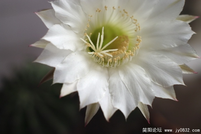 仙花 (4).jpg