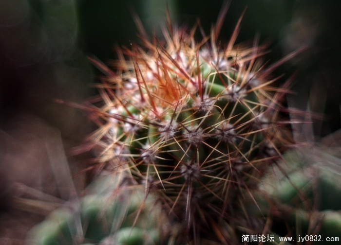 仙花 (7).jpg