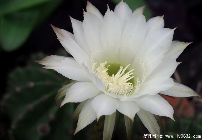 仙花 (6).jpg