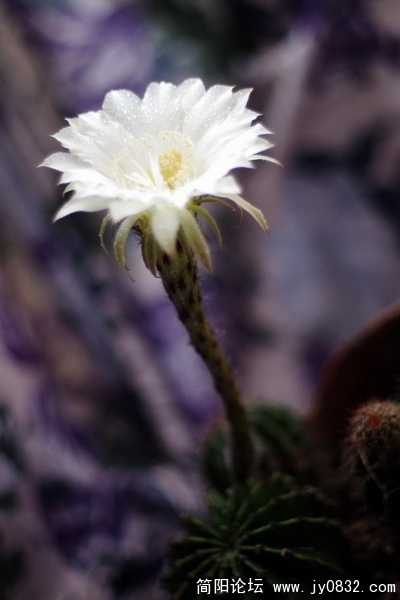 仙花 (11).jpg