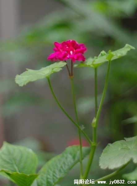 20090515_882245b9ac6957466781XjcQaDGzD945.jpg