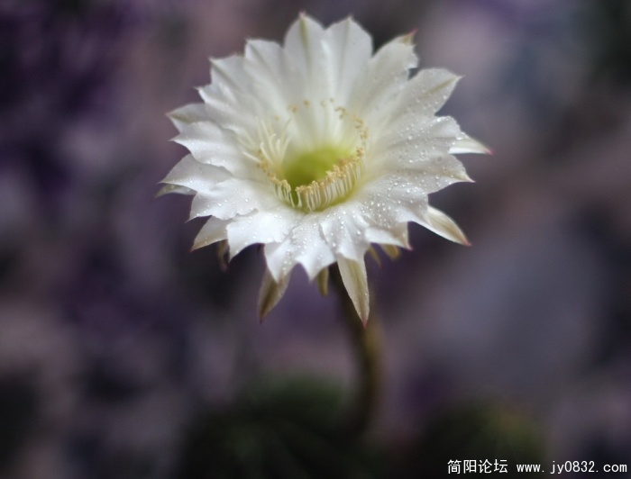 仙花 (2).jpg