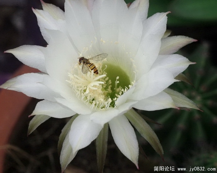 仙花 (10).jpg