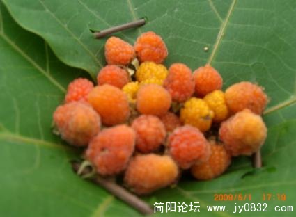 未命名515.jpg