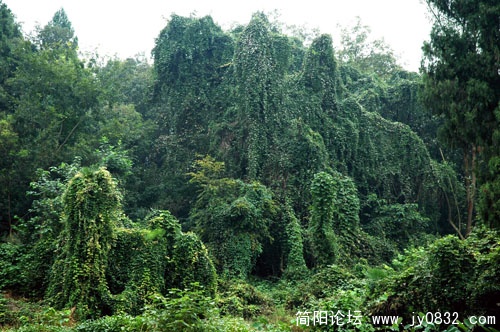 小九寨－简阳五凤山风光1 (1).JPG