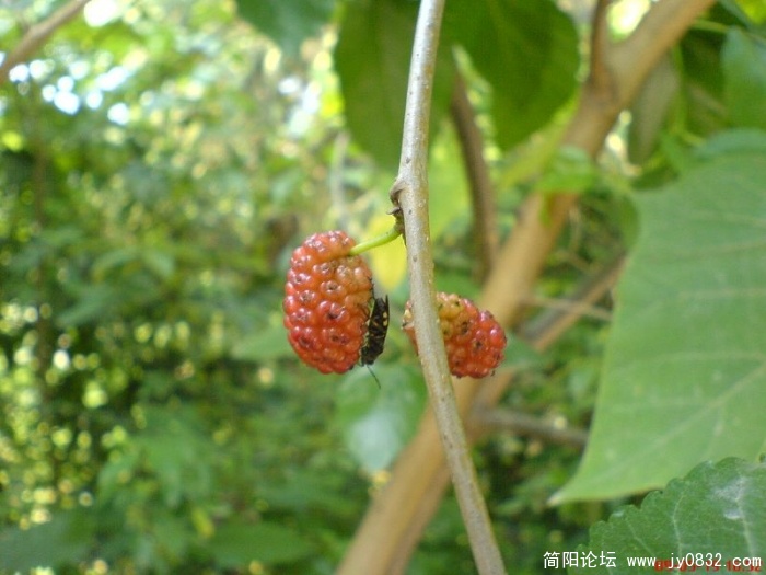 DSC04795.JPG
