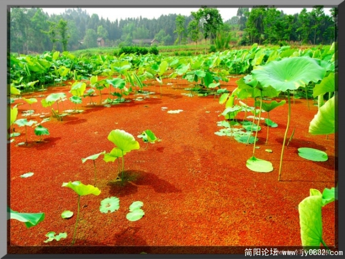 绿与红
