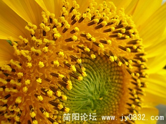 欣欣向荣.JPG
