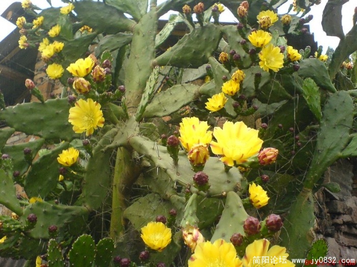 DSC04809.JPG