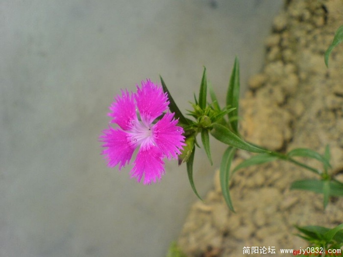 DSC04817.JPG