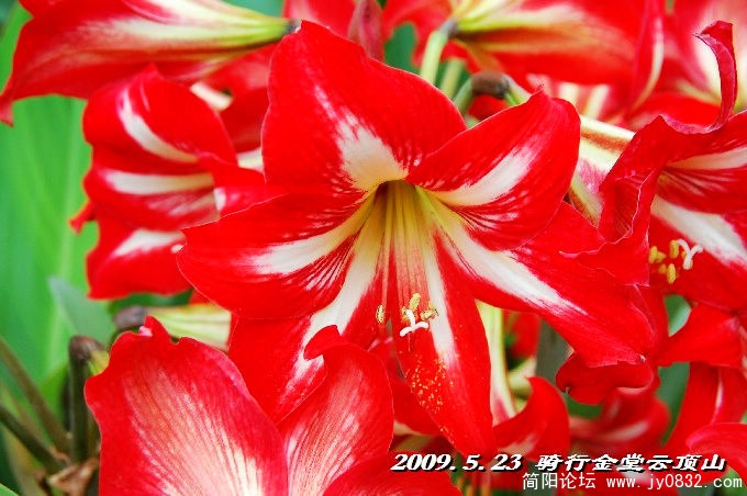 BigBull_DSC_5505.JPG