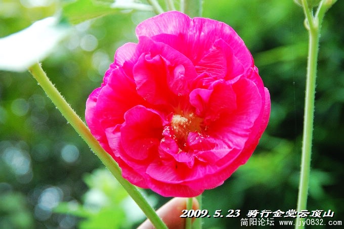 BigBull_DSC_5508.JPG
