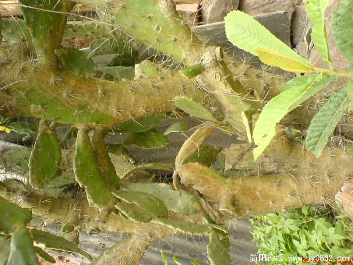 DSC04810.JPG
